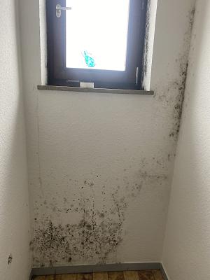 Schimmelbeseitigung - Nomo Group | Sanierung Schimmelpilze - Dachstuhlsanierung