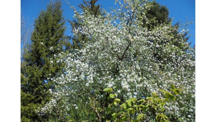 Sepp Maier Baugutachter Bausachverständiger