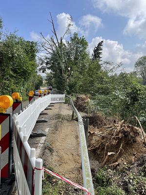 Bauroth Baumgutachten Baumpflege