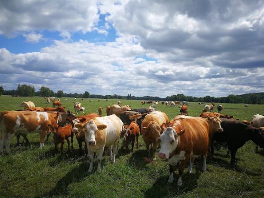 Baruther Urstromtal Rinderhaltung GmbH