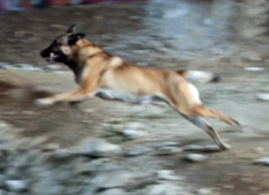 EuroDogs Horst Horer e. K.