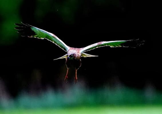 Ingenieurbüro für faunistische Gutachten