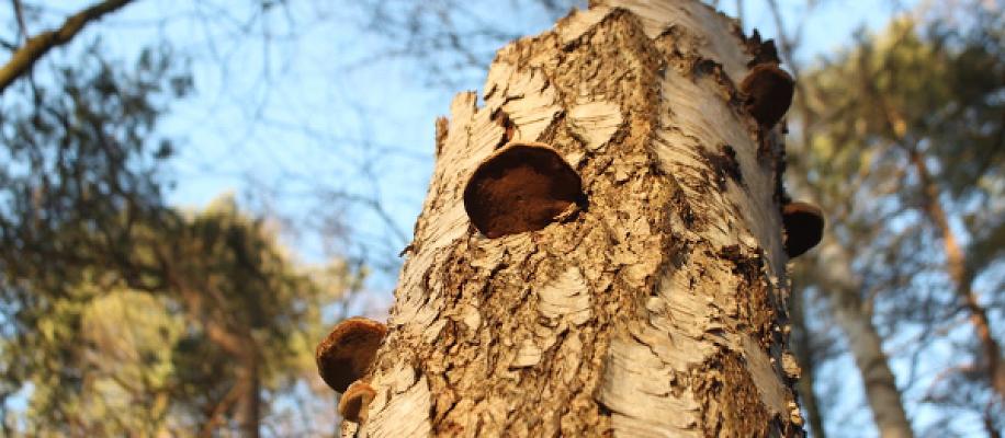 Sachverständigenbüro für Bäume Daniela Antoni