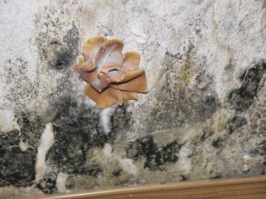 Schimmel-Sachverständiger Merx