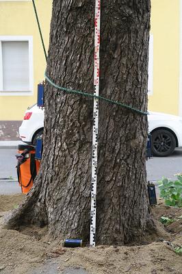 Sachverständigenbüro UrbanTree Consulting