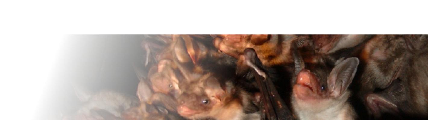 Simon & Widdig GbR - Büro für Landschaftsökologie