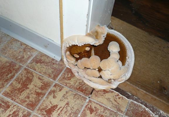 Dr. Ulrich Ahrens Sachverständiger für Schädlingsbekämpfung, Schimmelpilze und Holzschutz