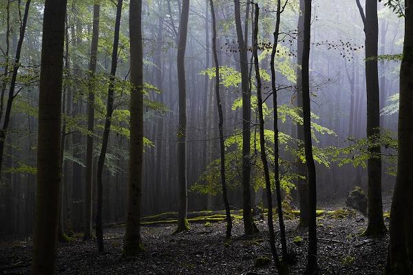 FaGuS Fachbüro für Gutachten und ökologische Studien