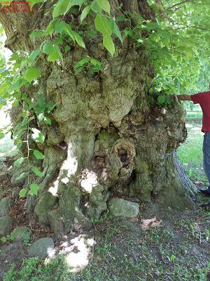 Baumkontrolle / UBB / ÖBB - James Konrad