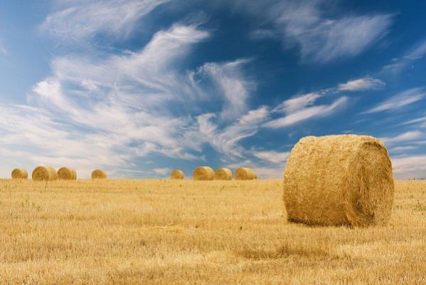 LBV Ulrich - Landwirtschaftliches Beratungs- u. Vermittlungsbüro ULRICH