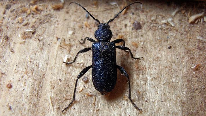 Robert Große Sachverständiger [ö.b.u.v.] Holzschutz und Holzschäden und Energieberater