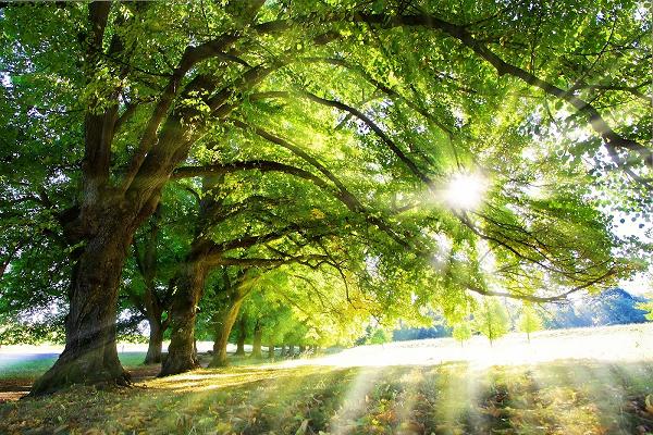 Engelmann & Co. Ingenieur und Baumsachverständigen GmbH