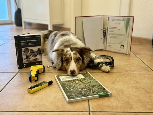 BROCKERS | Bausachverständiger | DEKRA cert. Sachverständiger Schimmelpilzbewertung