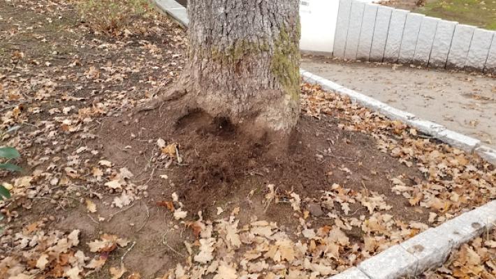 Sachverständigenbüro für Bäume, Garten-, Landschaftsbau und Obstbau