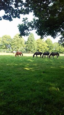 Sachverständigenbüro Uwe Vogel