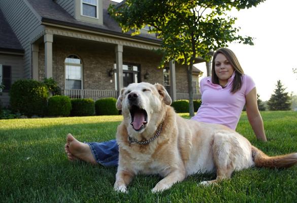 Dörrzapf Immobilien & Architekten