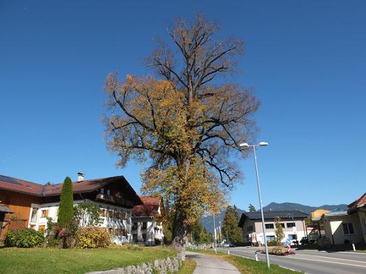 Reiner Katzmaier Sachverständigenbüro für Bäume