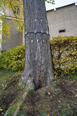 baumblick | Sachverständigenbüro für Gehölzfragen