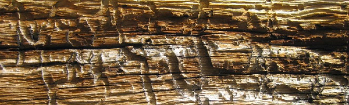 HolzVerstand - Holzschutz Gutachten