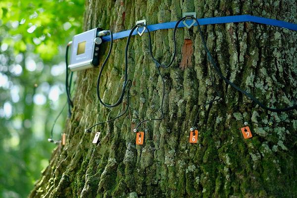 Blattwald - Baum Sachverständigenbüro