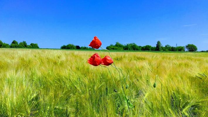 Sachverständiger Wasserwirtschaft Michael Schweizer M.Eng. / Sc. (Wasser + Umwelt)