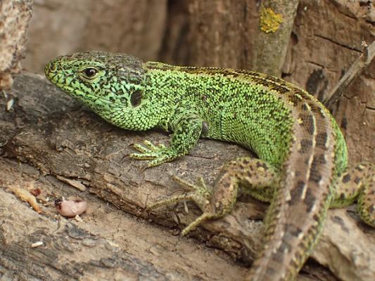 IBA Umweltplanung | Institut für Biotopverbund und Artenschutz